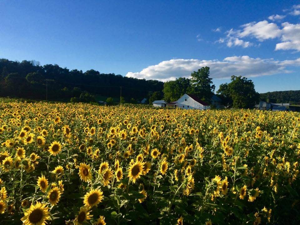 The Homestead Farm at Fruit Hill Orchard 1